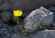 33 Papaver rhaeticum (Papavero dorato) sui macereti del Mandrone